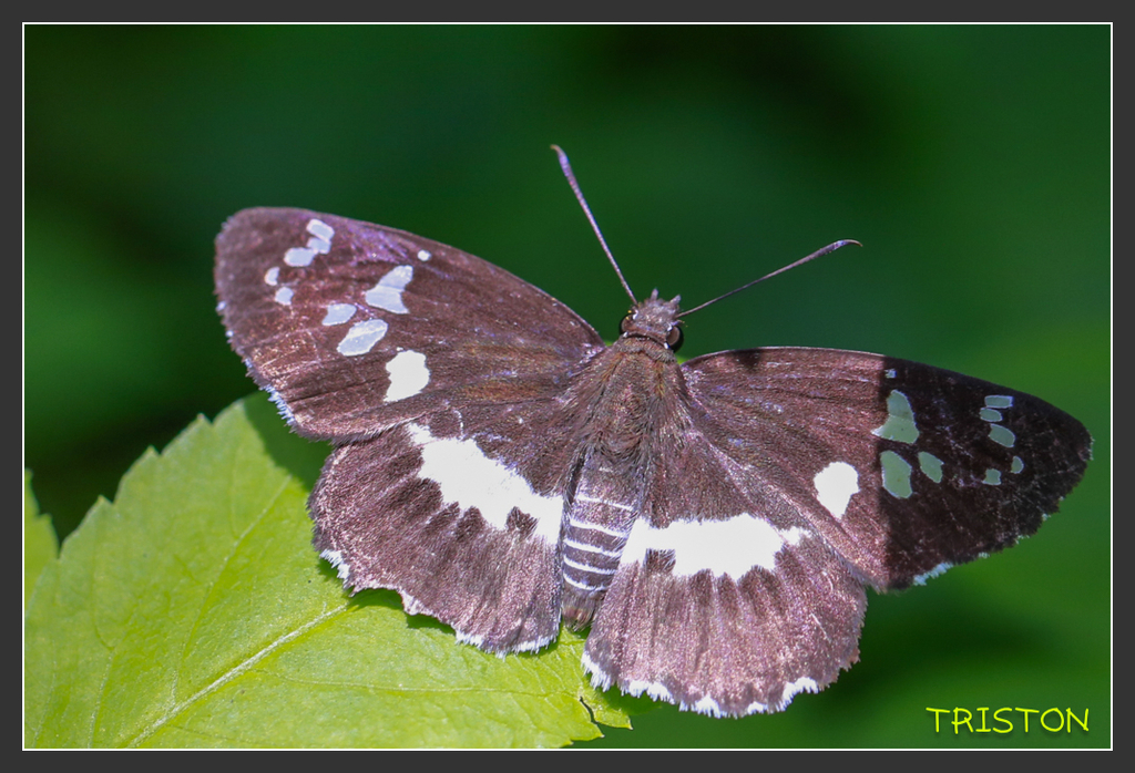 _H1A6997.jpg - 20170904 獨立山步道生態