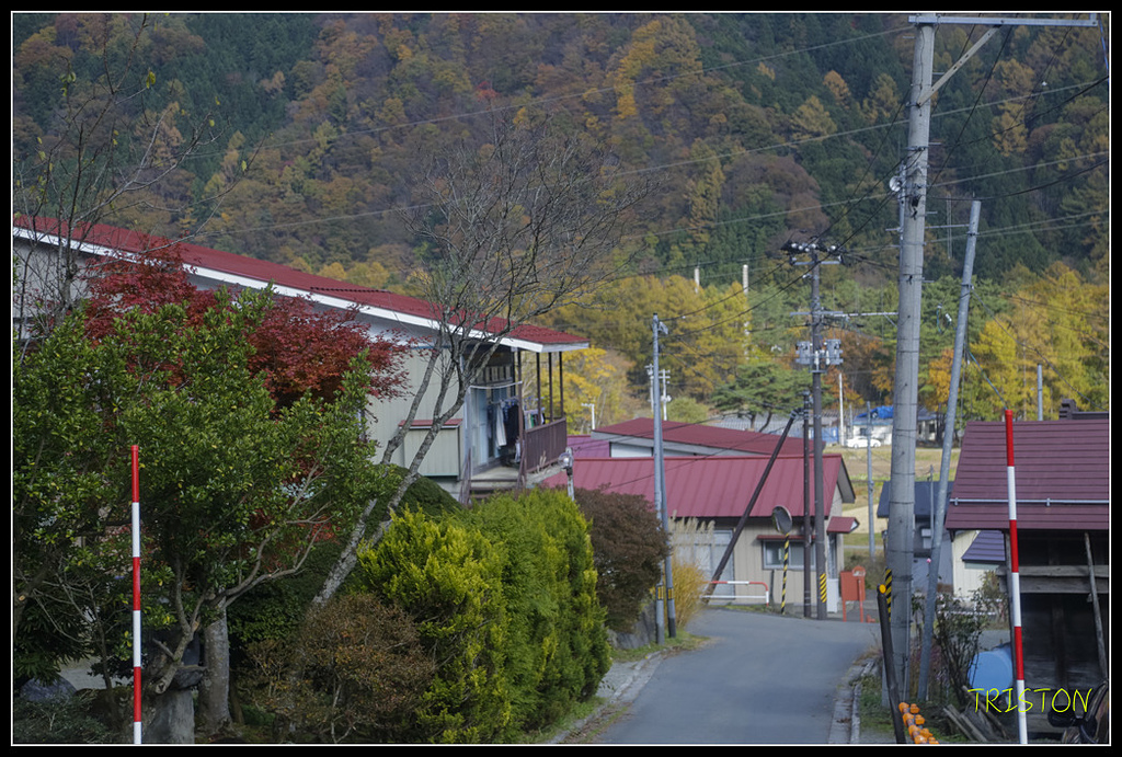 _H1A1418.jpg - 20171103 日本只見線、會津若松五色沼、昭和記念公園賞紅葉