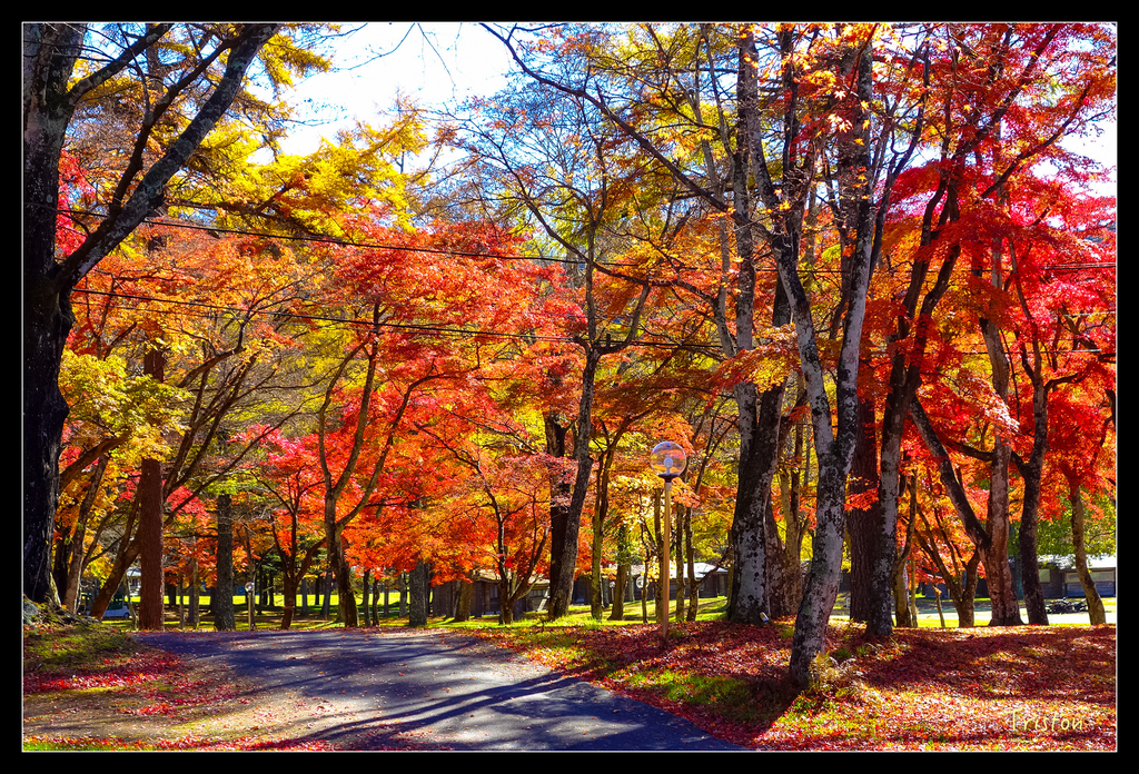 DSC00460.jpg - 20151031 秋天的童話-貴婦東京輕井澤紀行