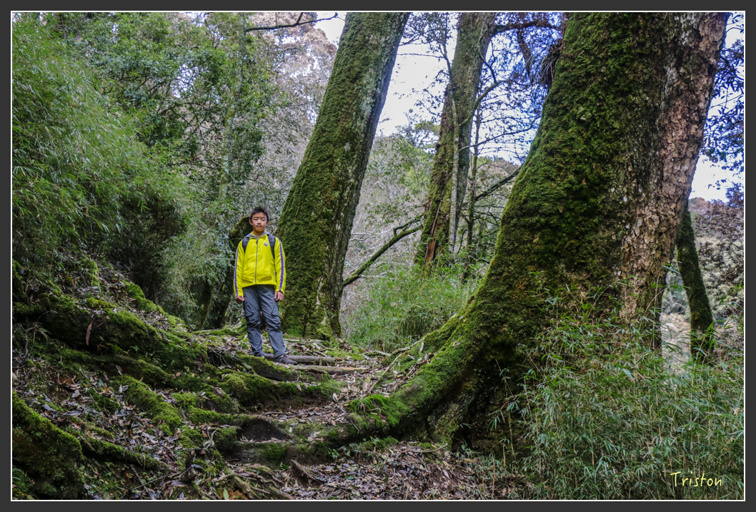 IMG_3416.jpg - 20160227 觀霧森林步道