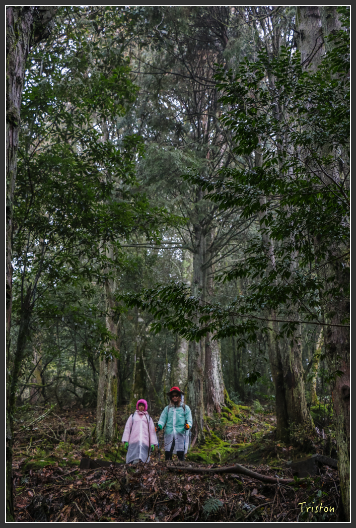 IMG_3265.jpg - 20160227 觀霧森林步道