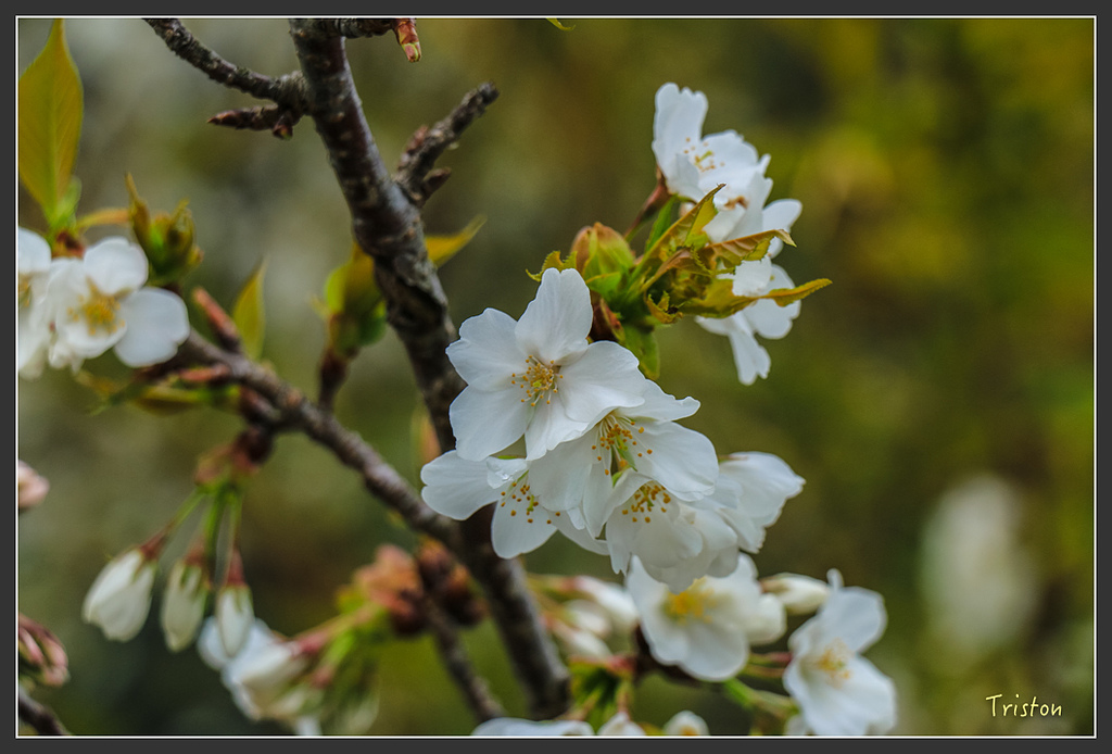 IMG_5722.jpg - 20160323 日本熊野古道健行
