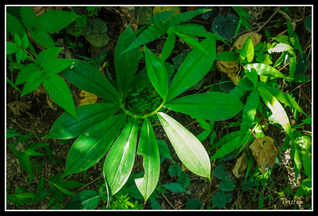 IMG_7258.jpg - 20160531 屏東笠頂山