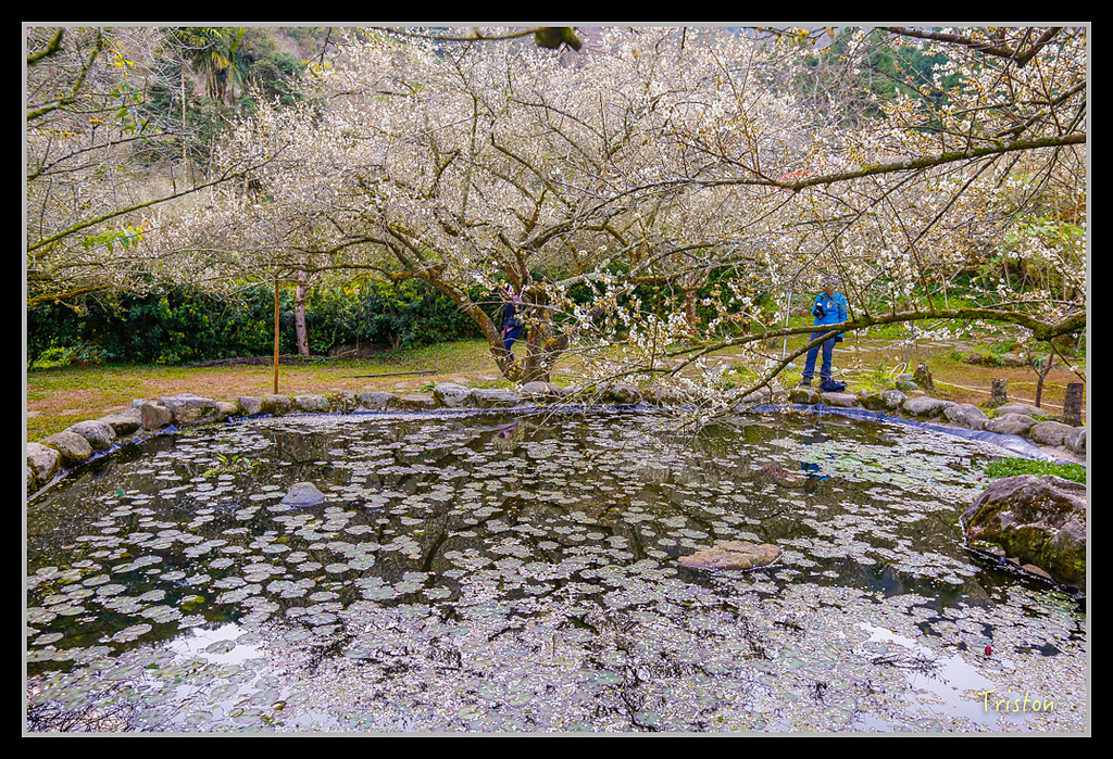 _H1A1203.jpg - 20170117 烏松崙、竹青庭