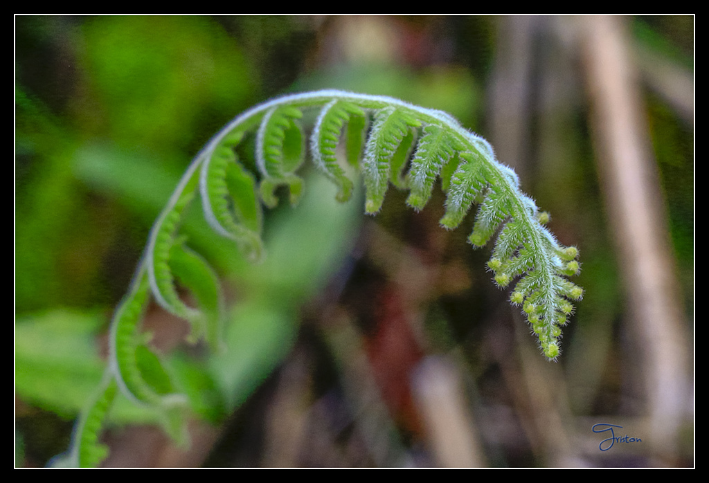 _MG_0021.jpg - 20170429 關仔嶺雞籠山