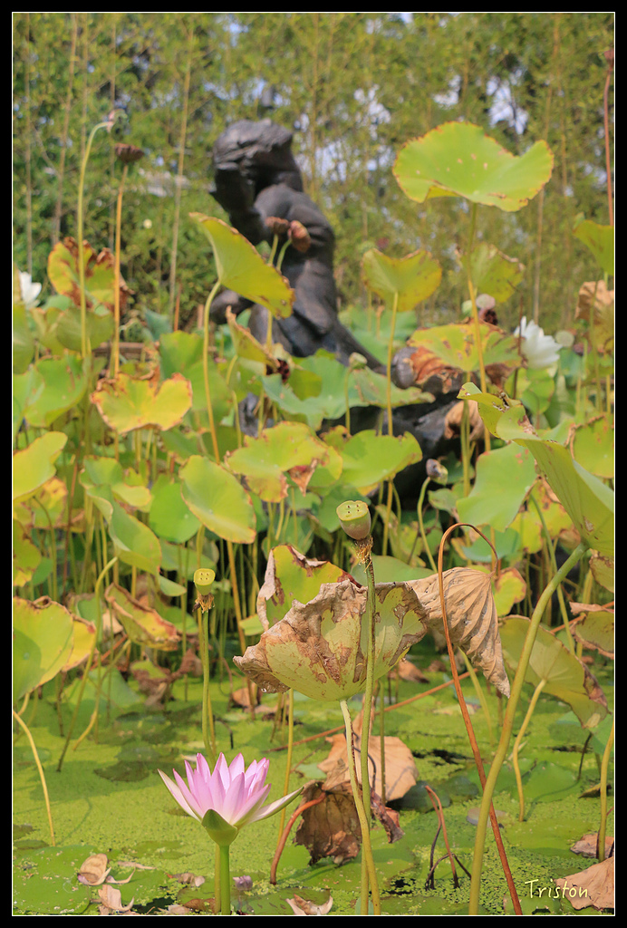 IMG_7750.jpg - 20150717 台北兒童新樂園 六福村