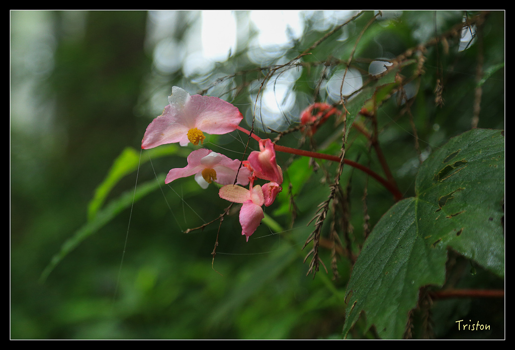 JH1A9776.jpg - 20150920 石棹,霧之道 茶之道 雲之道