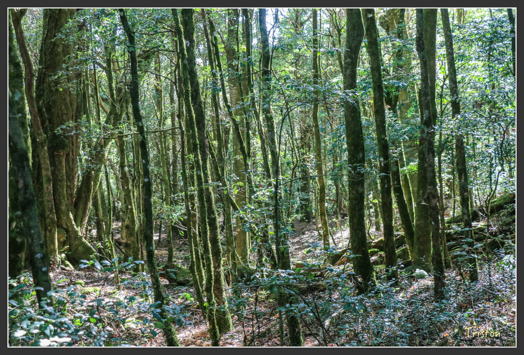 IMG_0616.jpg - 20151219 鳶嘴稍來山、小雪山林道