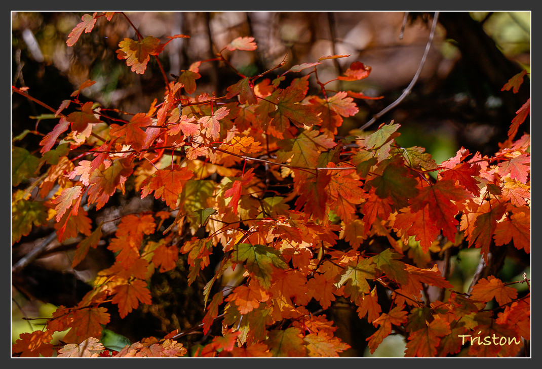 _MG_1061.jpg - 20161013 稻城亞丁