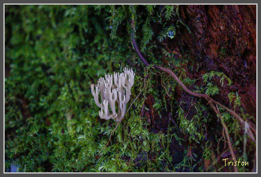 _MG_0106.jpg - 20161203 鎮西堡