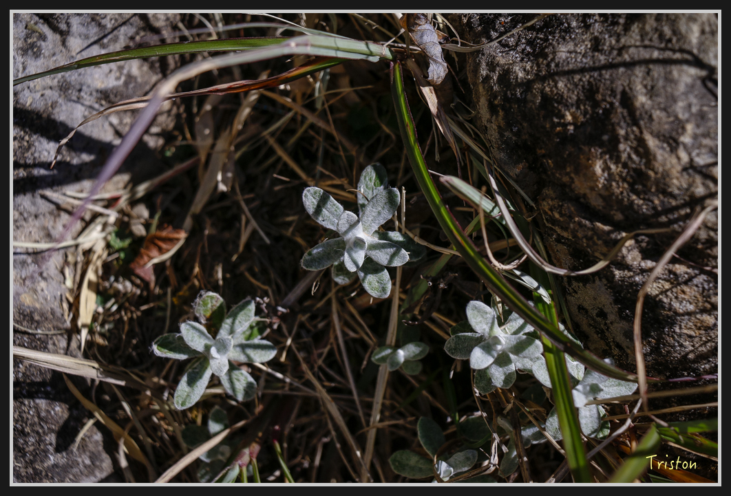 _MG_0097.jpg - 20161226 大塔山