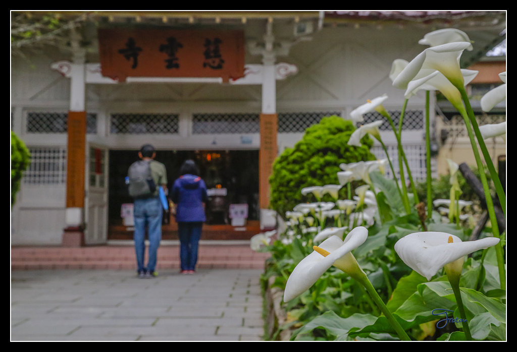 _H1A3774.jpg - 20170425 阿里山+圓潭螢火蟲