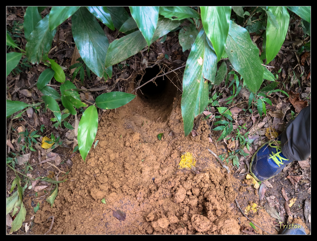 IMG_0579.jpg - 20151107 富士坪古道