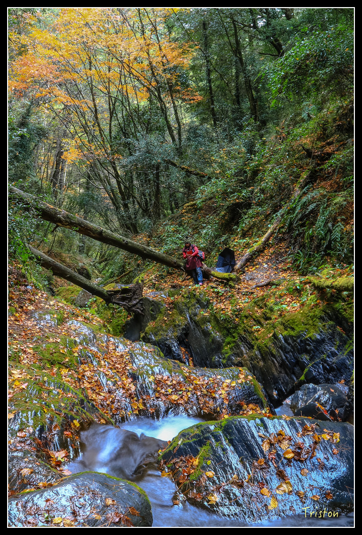 JH1A1028.jpg - 20151205 合歡溪步道、108K楓之谷