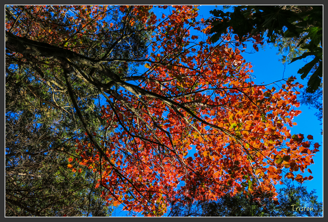 IMG_0655.jpg - 20151219 鳶嘴稍來山、小雪山林道