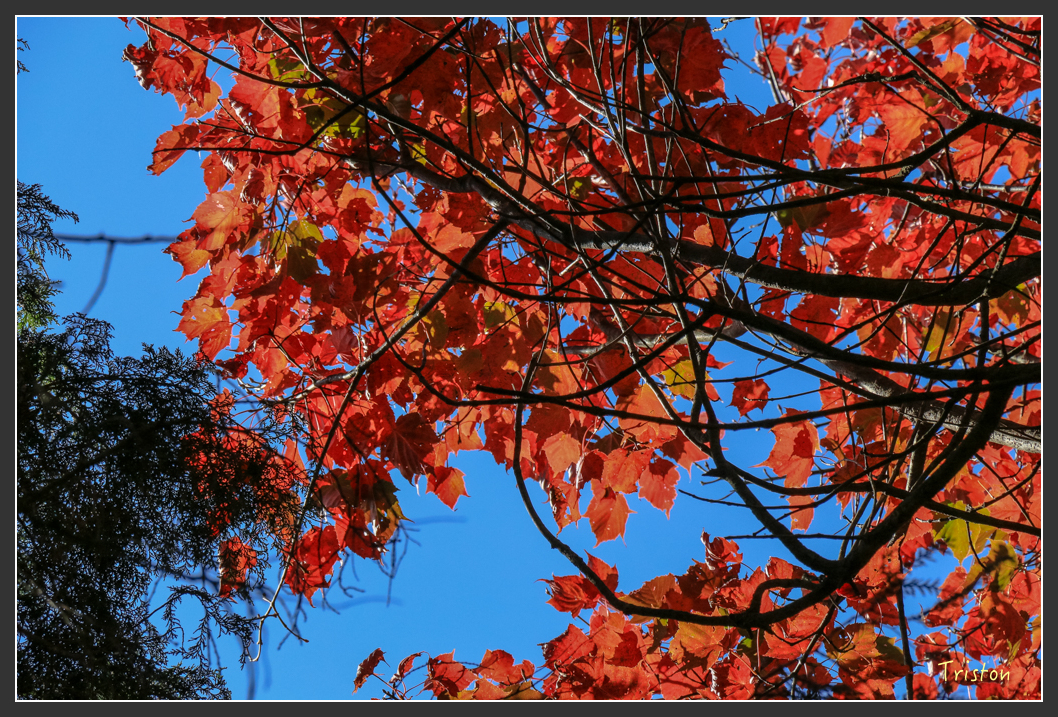 IMG_0658.jpg - 20151219 鳶嘴稍來山、小雪山林道