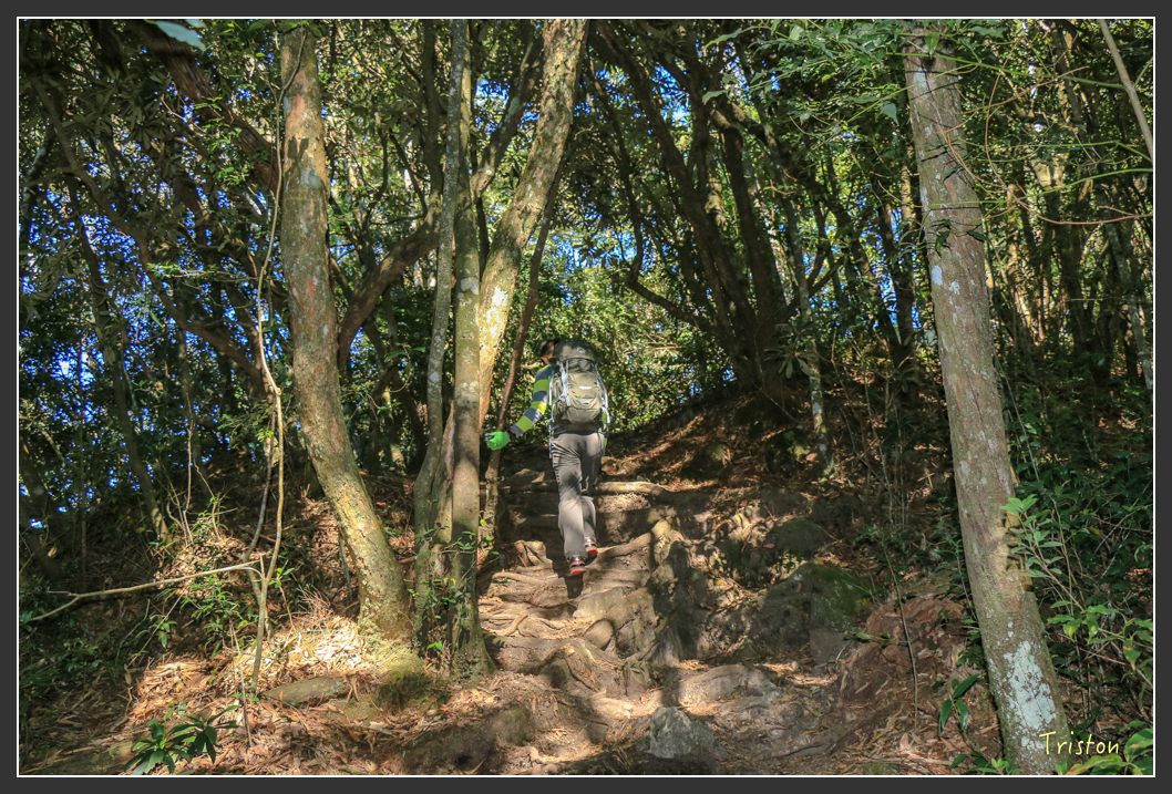 IMG_0418.jpg - 20151219 鳶嘴稍來山、小雪山林道