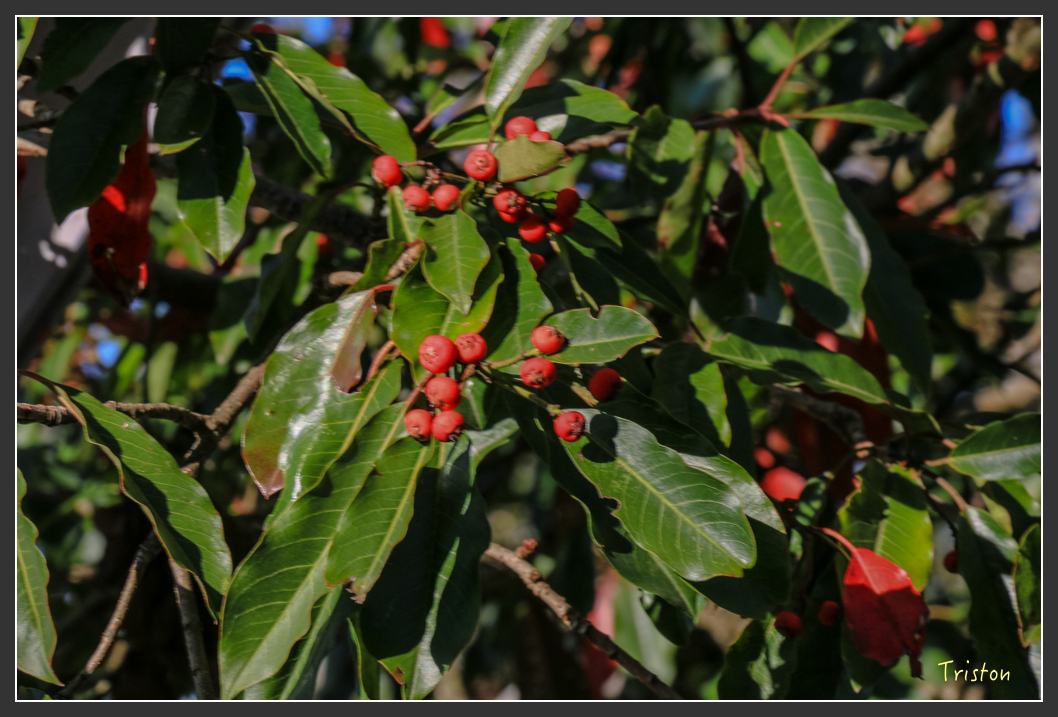 IMG_0727.jpg - 20151219 鳶嘴稍來山、小雪山林道