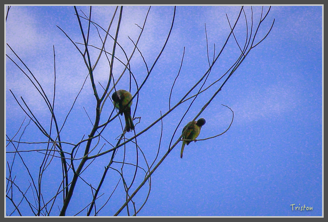 _MG_9207.jpg - 20160717 峰老師夜觀