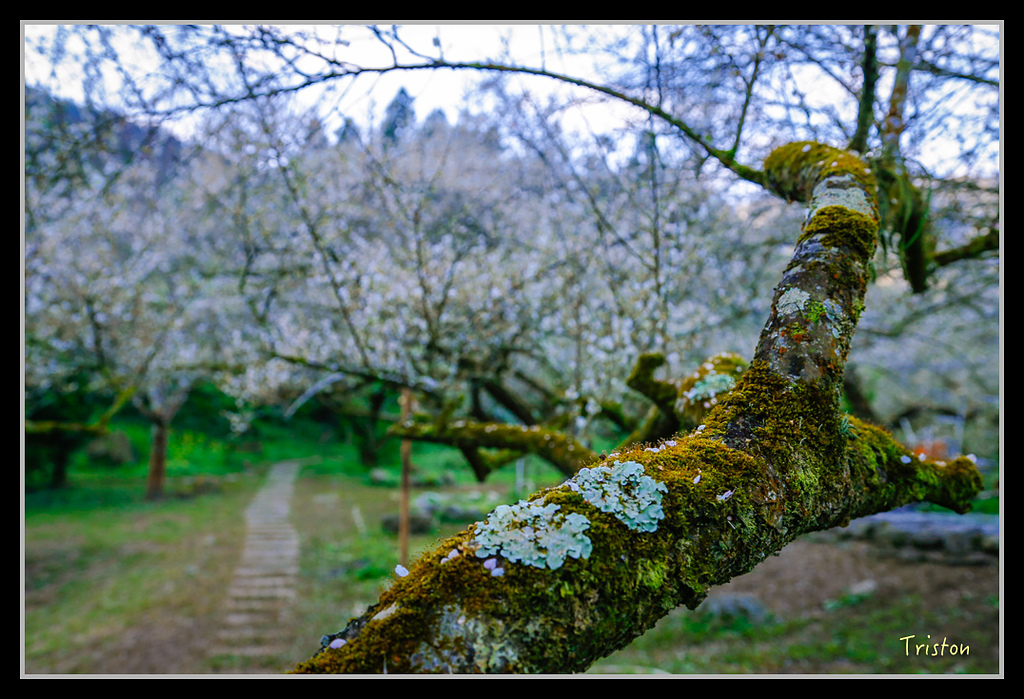_H1A1211.jpg - 20170117 烏松崙、竹青庭