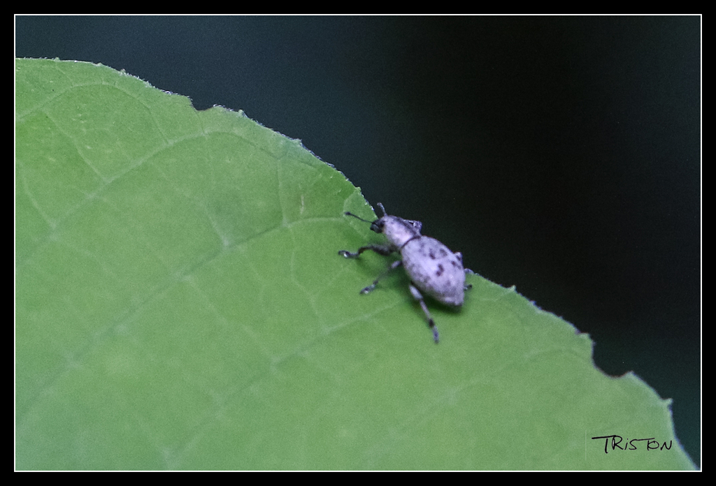 _MG_0043.jpg - 20170618 新化後山昆蟲微距