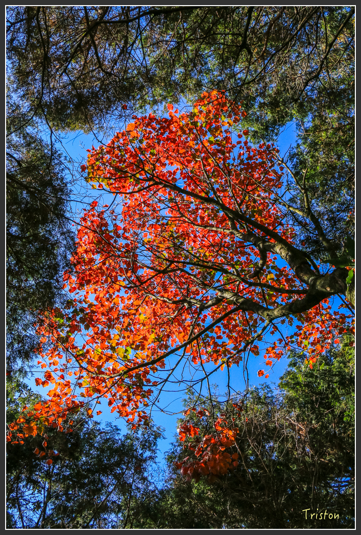 IMG_0659.jpg - 20151219 鳶嘴稍來山、小雪山林道