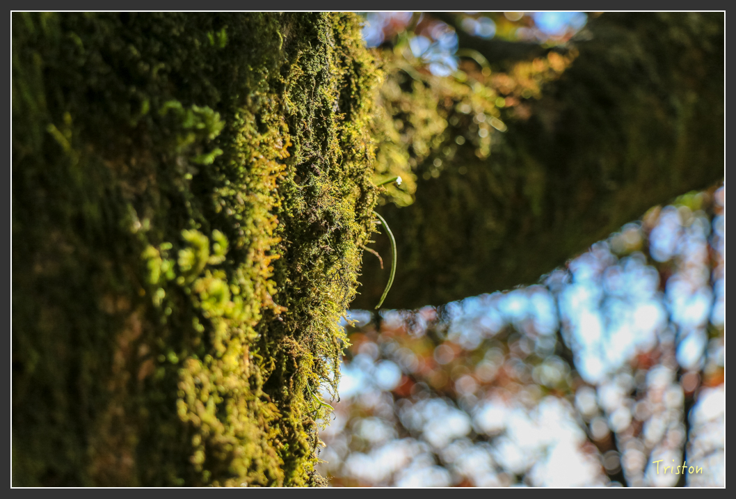 IMG_0669.jpg - 20151219 鳶嘴稍來山、小雪山林道