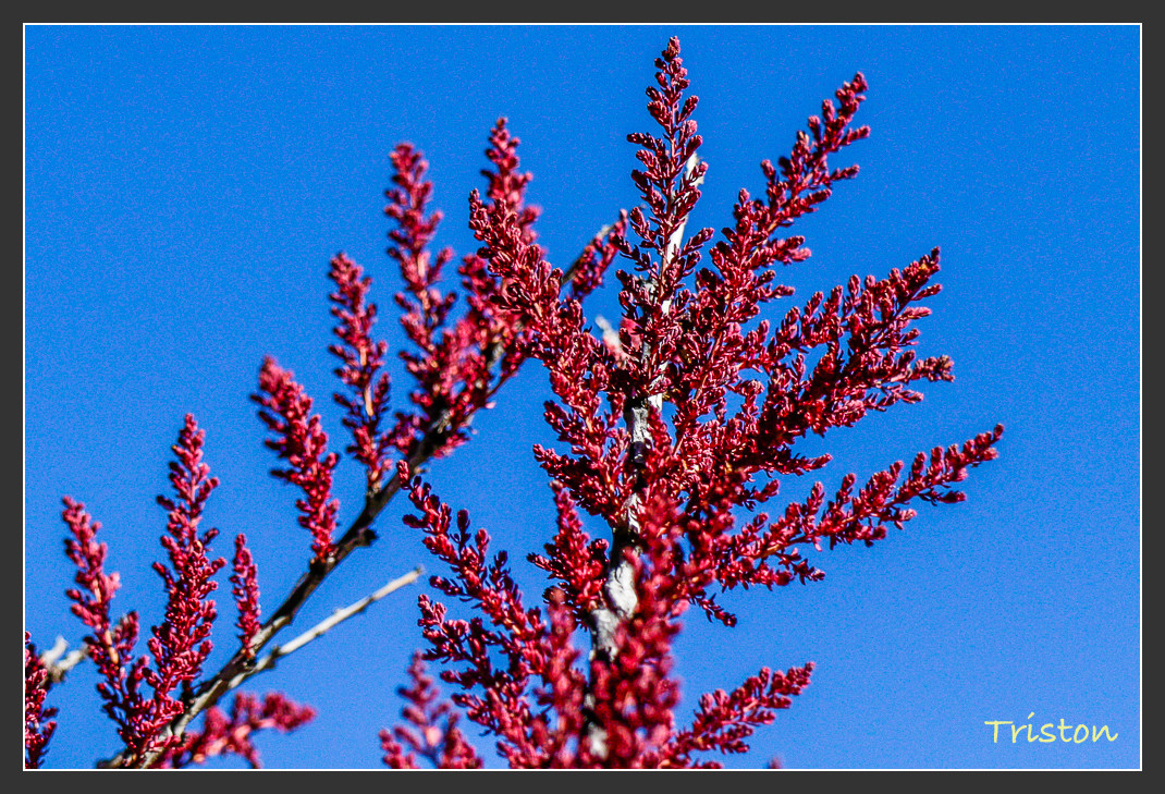 _MG_2114.jpg - 20161013 稻城亞丁