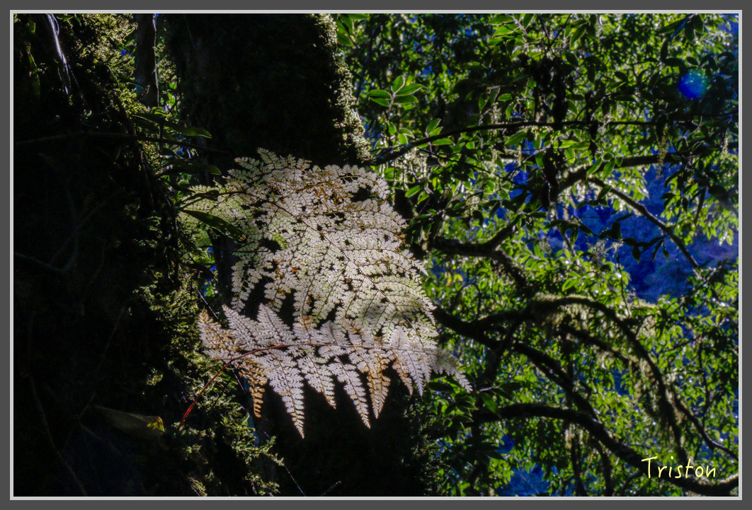 _MG_0117.jpg - 20161203 鎮西堡