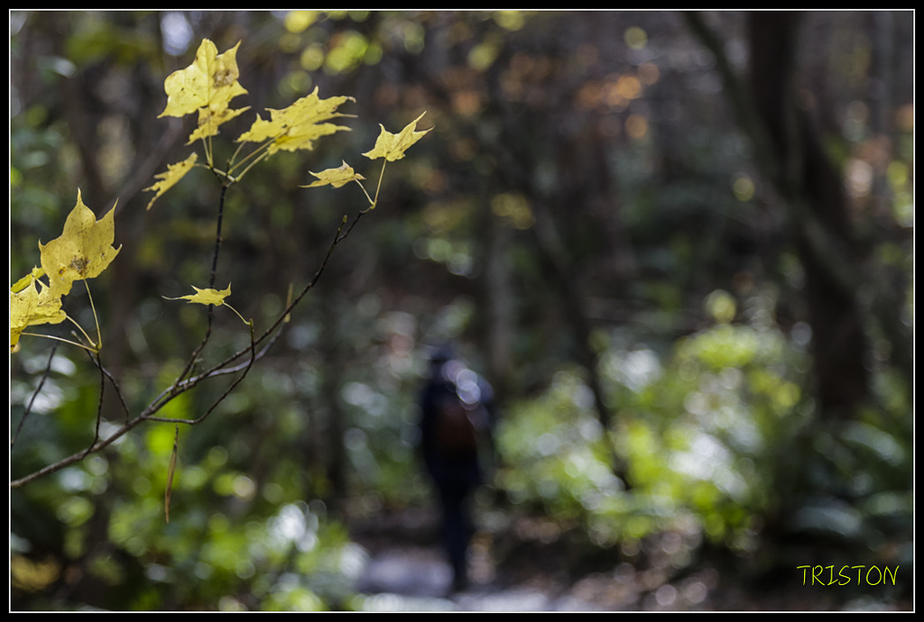 _H1A1250.jpg - 20171103 日本只見線、會津若松五色沼、昭和記念公園賞紅葉