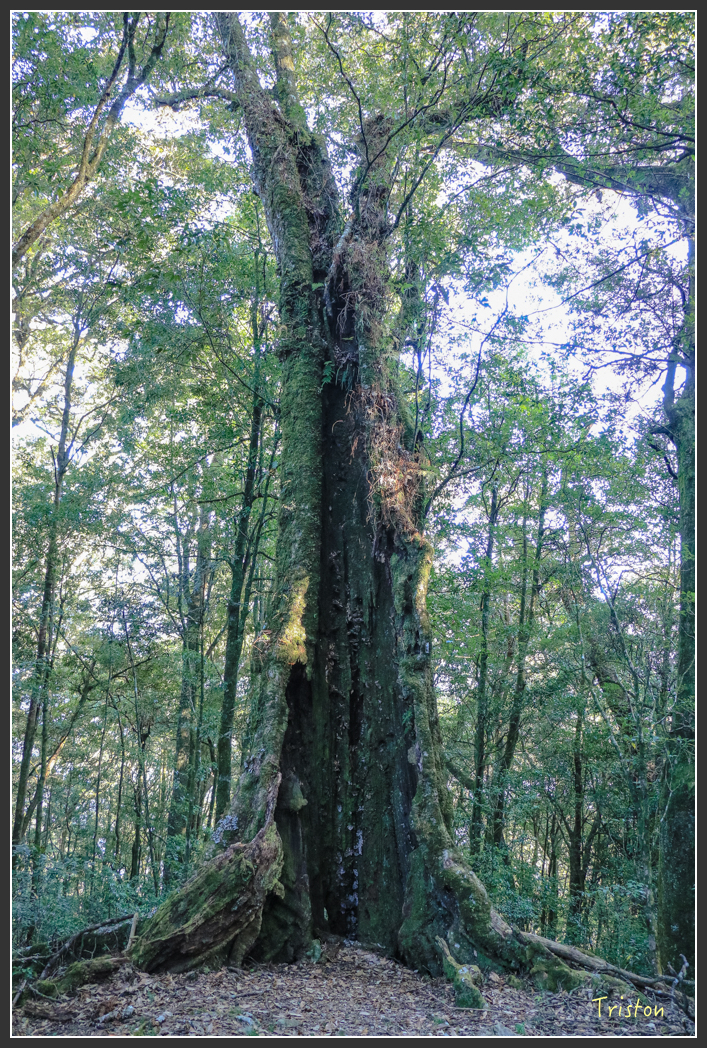 IMG_0735.jpg - 20151219 鳶嘴稍來山、小雪山林道