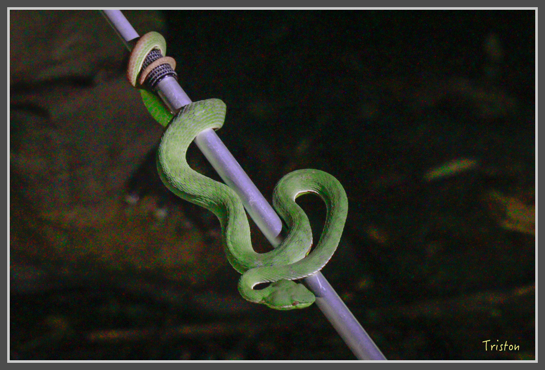 _MG_9326.jpg - 20160717 峰老師夜觀