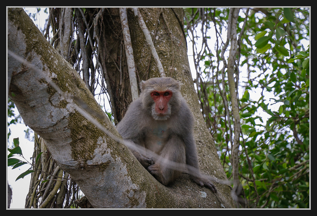 _MG_0014.jpg - 20170205 柴山盤榕雅座路線