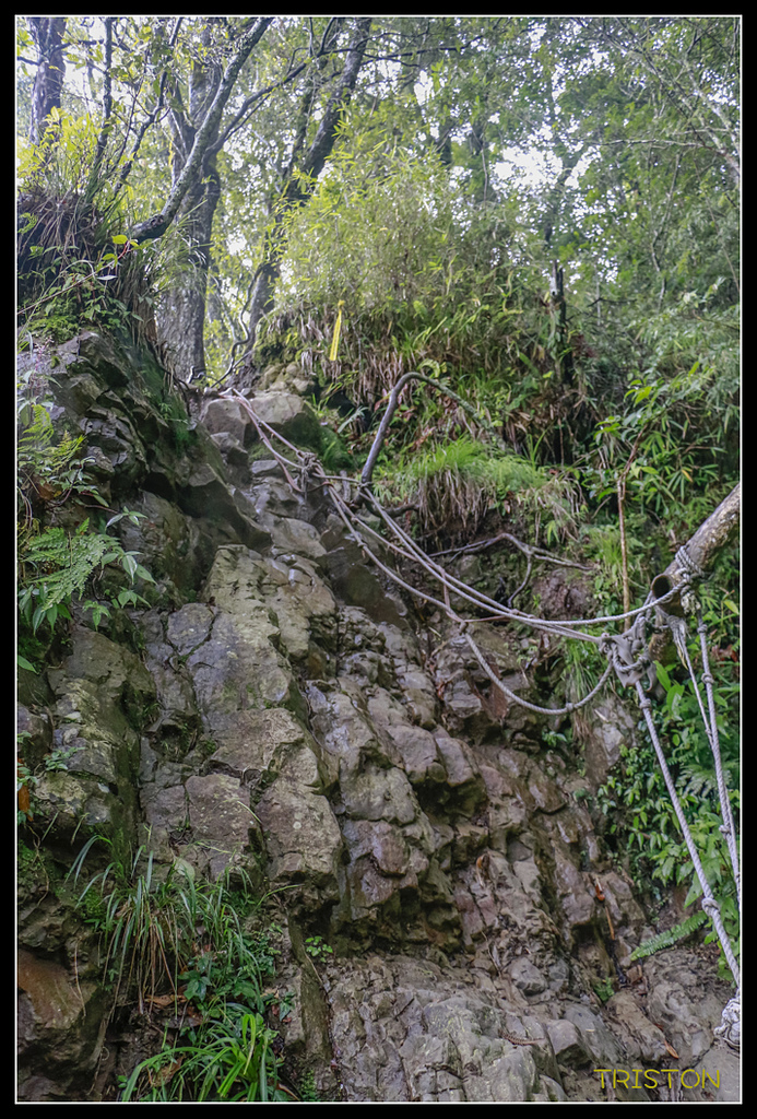 _MG_0134.jpg - 20170723 水漾森林