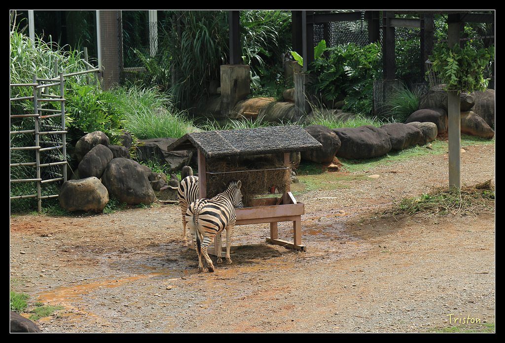 IMG_8146.jpg - 20150717 台北兒童新樂園 六福村