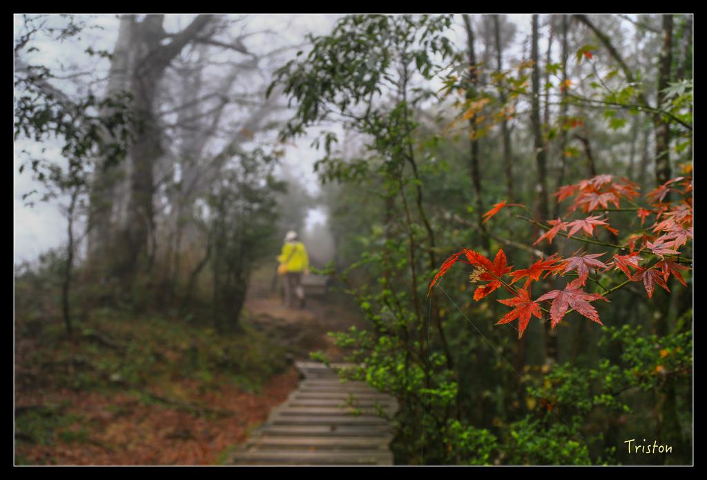 JH1A0193.jpg - 20151024~25 幾米公園、翠峰湖、翠峰山屋、望洋山步道、山毛櫸步道
