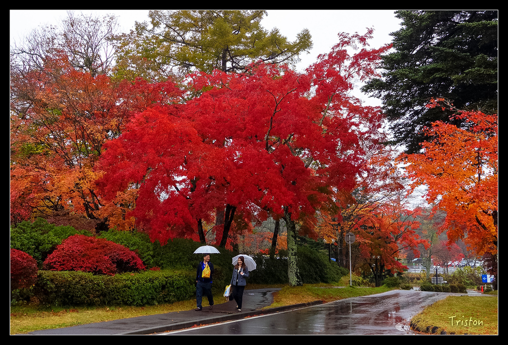 DSC00236.jpg - 20151031 秋天的童話-貴婦東京輕井澤紀行