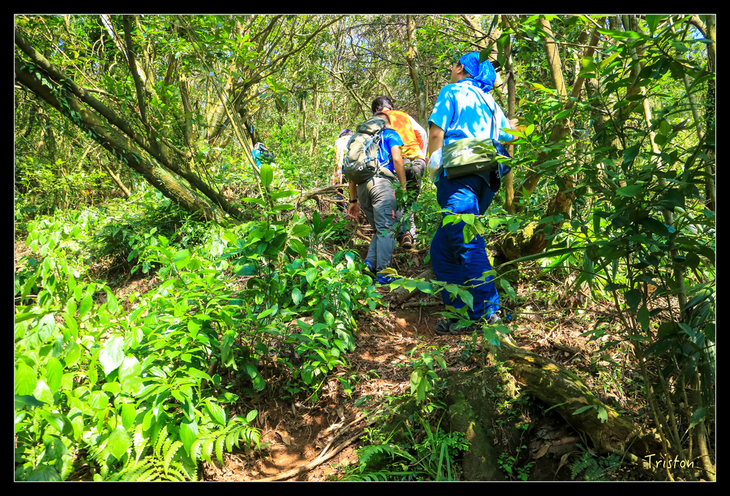 IMG_0517.jpg - 20151107 富士坪古道