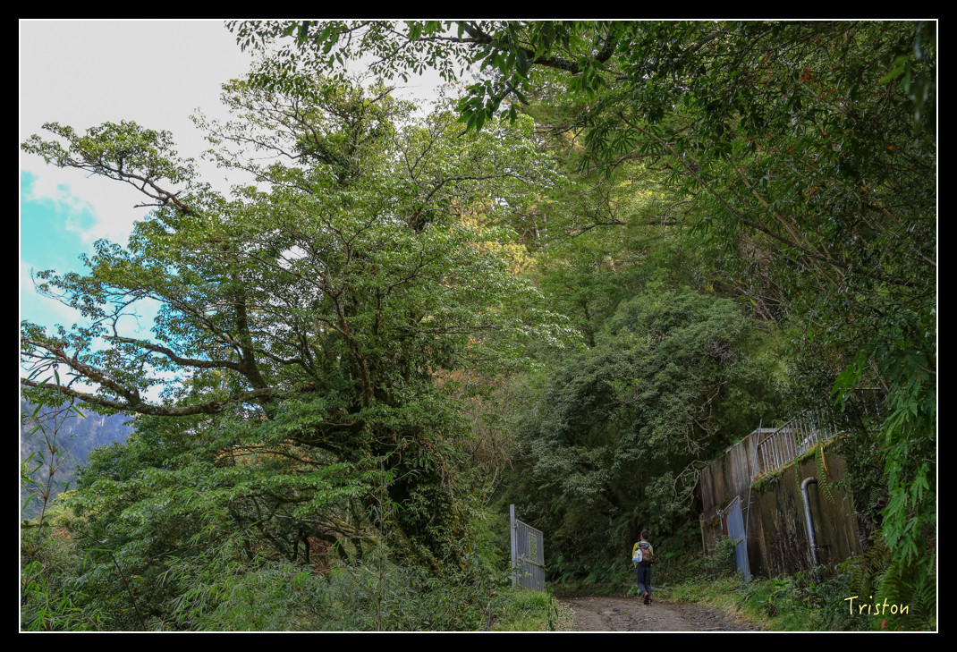 JH1A0655.jpg - 20151205 合歡溪步道、108K楓之谷