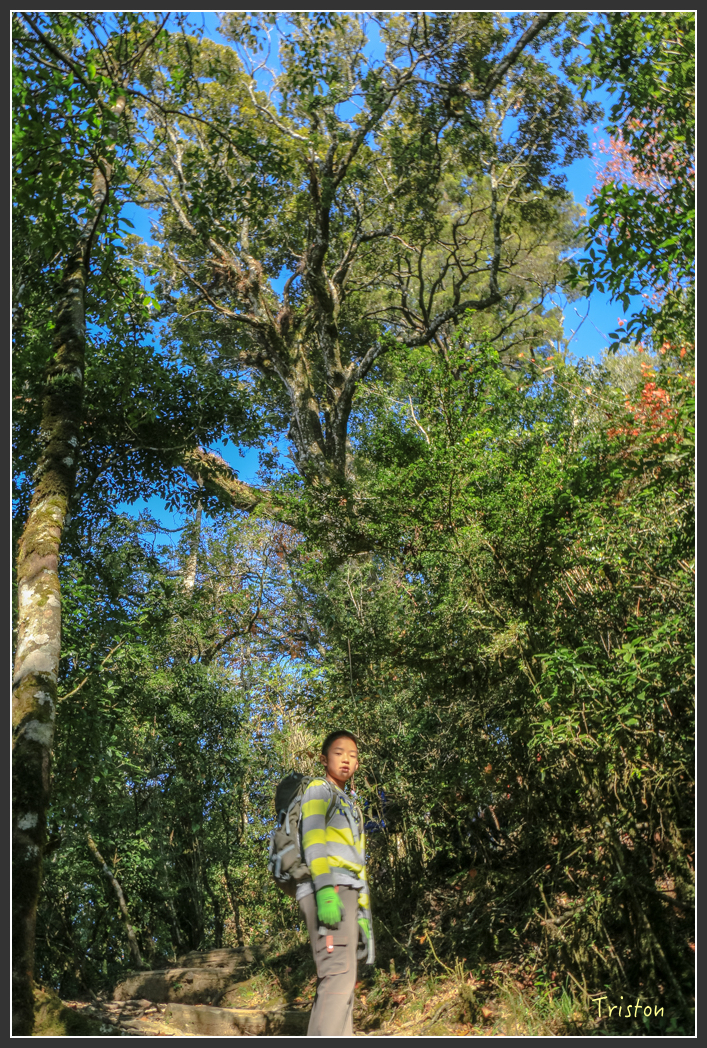 IMG_0698.jpg - 20151219 鳶嘴稍來山、小雪山林道