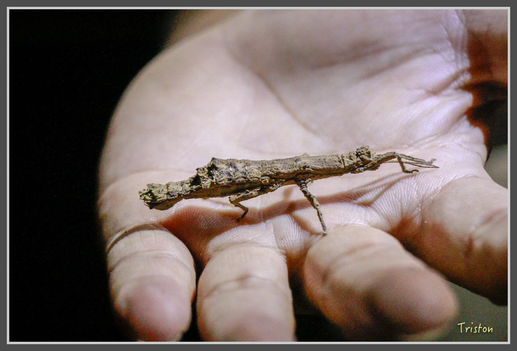 _MG_9351.jpg - 20160717 峰老師夜觀