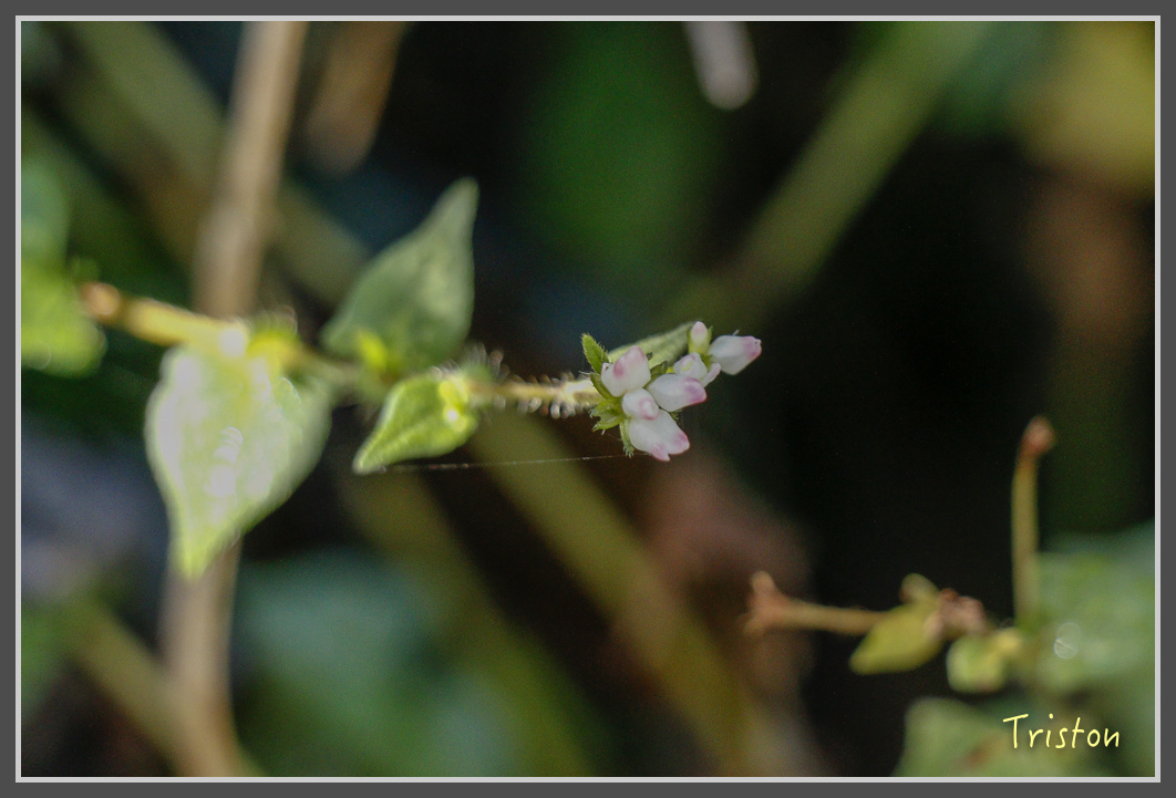 _MG_0370.jpg - 20161203 鎮西堡
