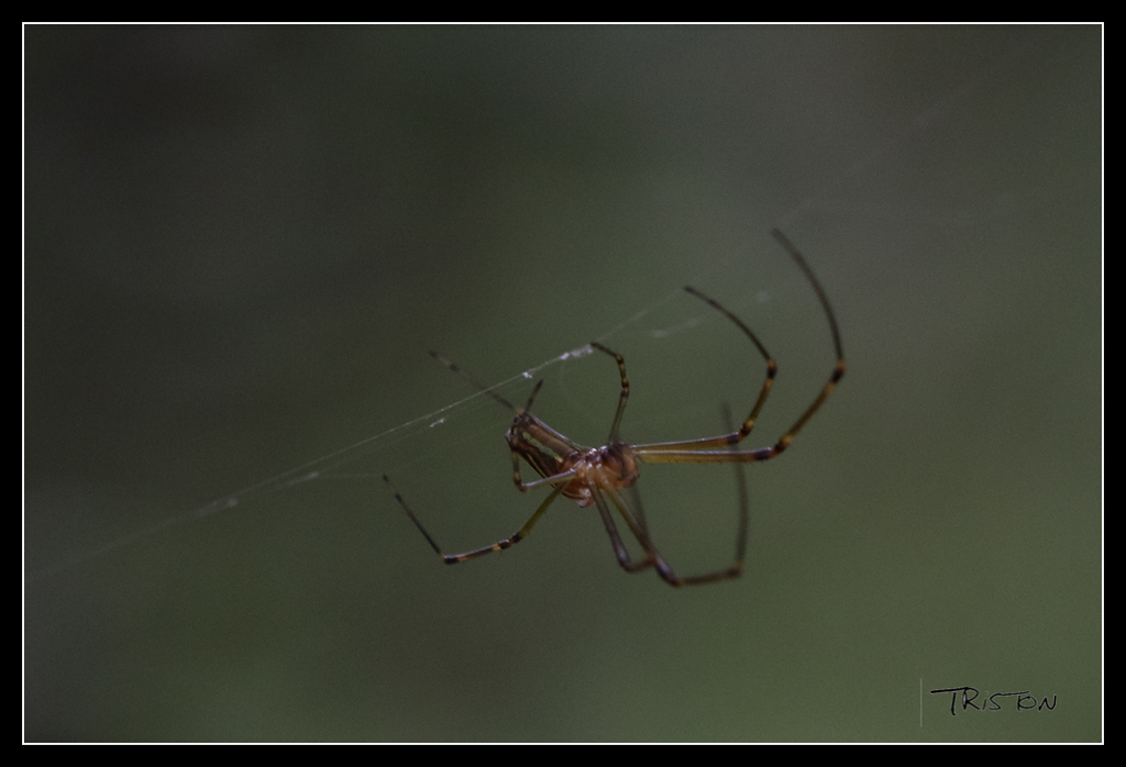 _MG_0053.jpg - 20170618 新化後山昆蟲微距