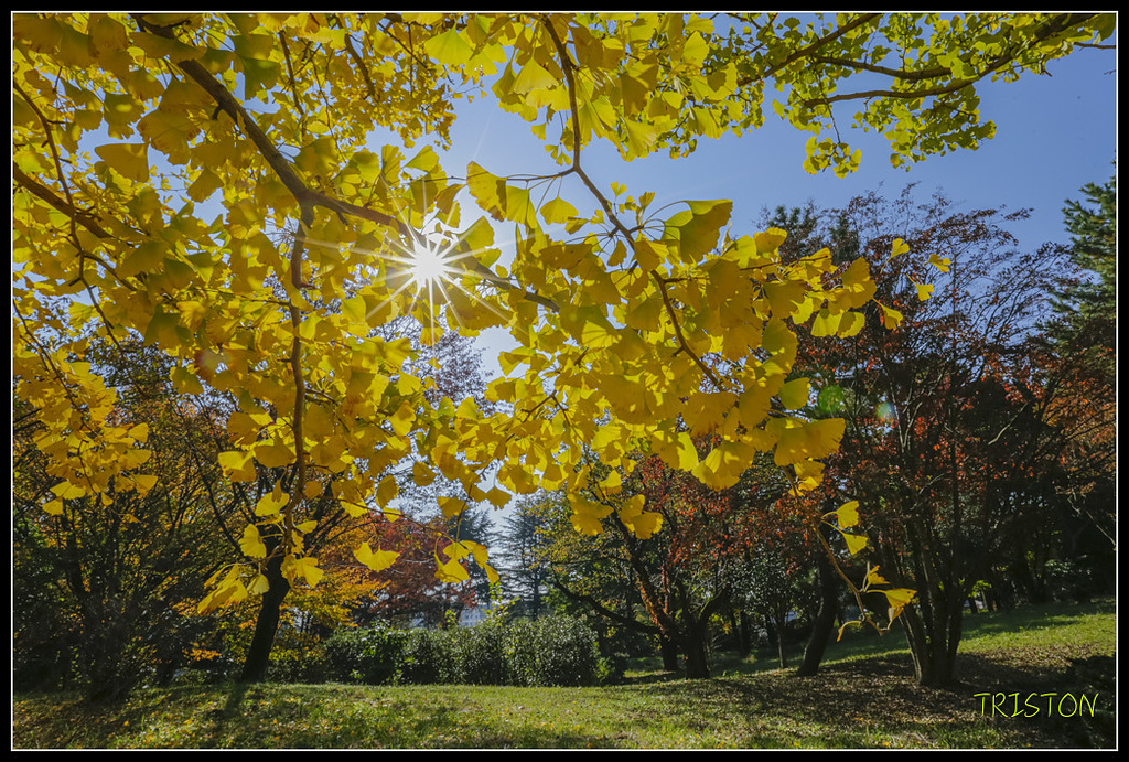 _H1A1562.jpg - 20171103 日本只見線、會津若松五色沼、昭和記念公園賞紅葉
