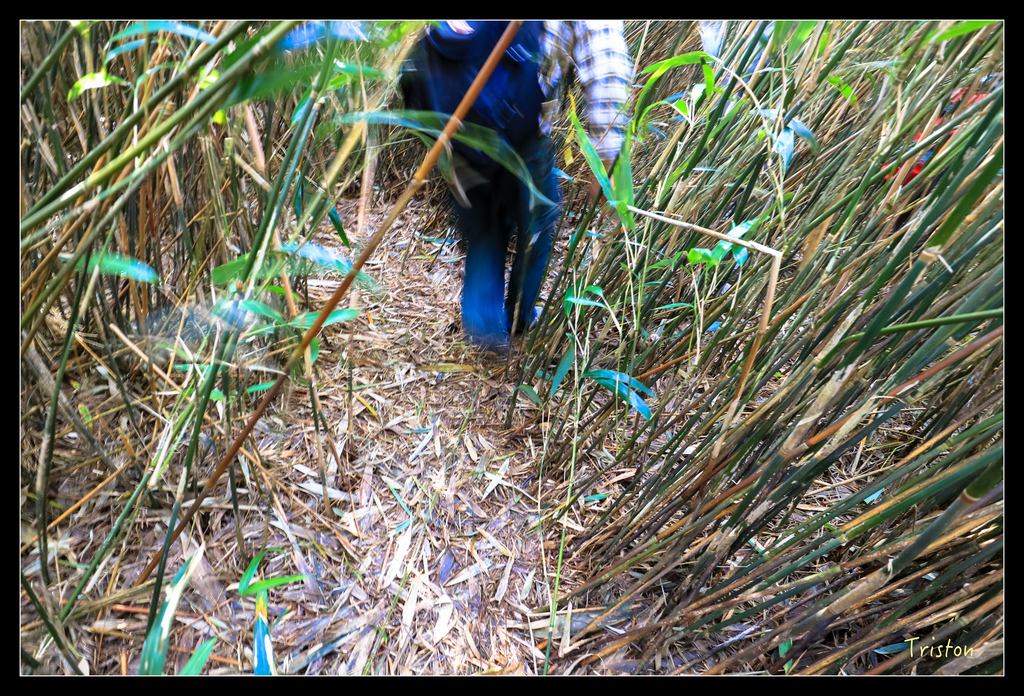 IMG_0417.jpg - 20151107 富士坪古道