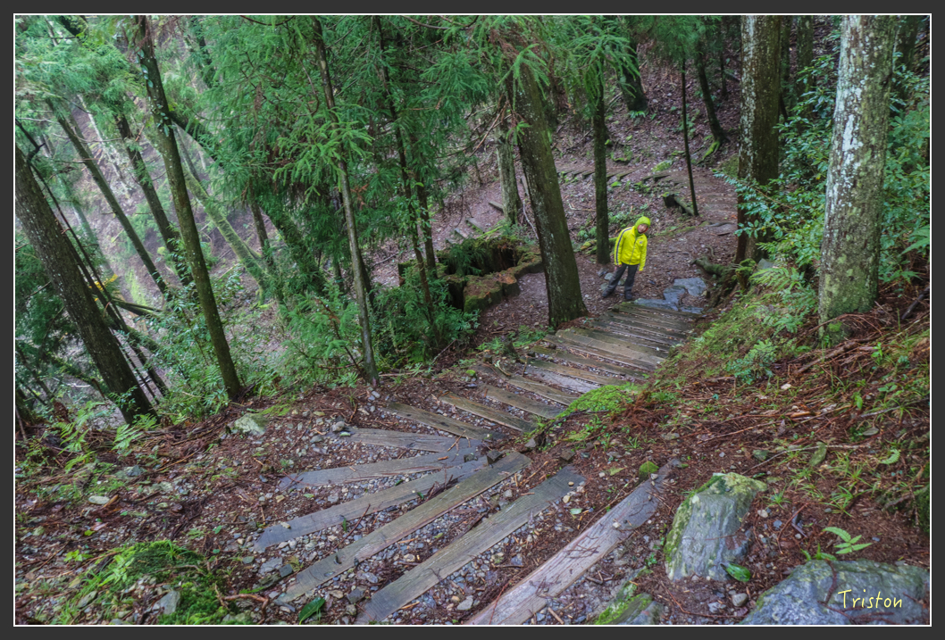 IMG_3288.jpg - 20160227 觀霧森林步道