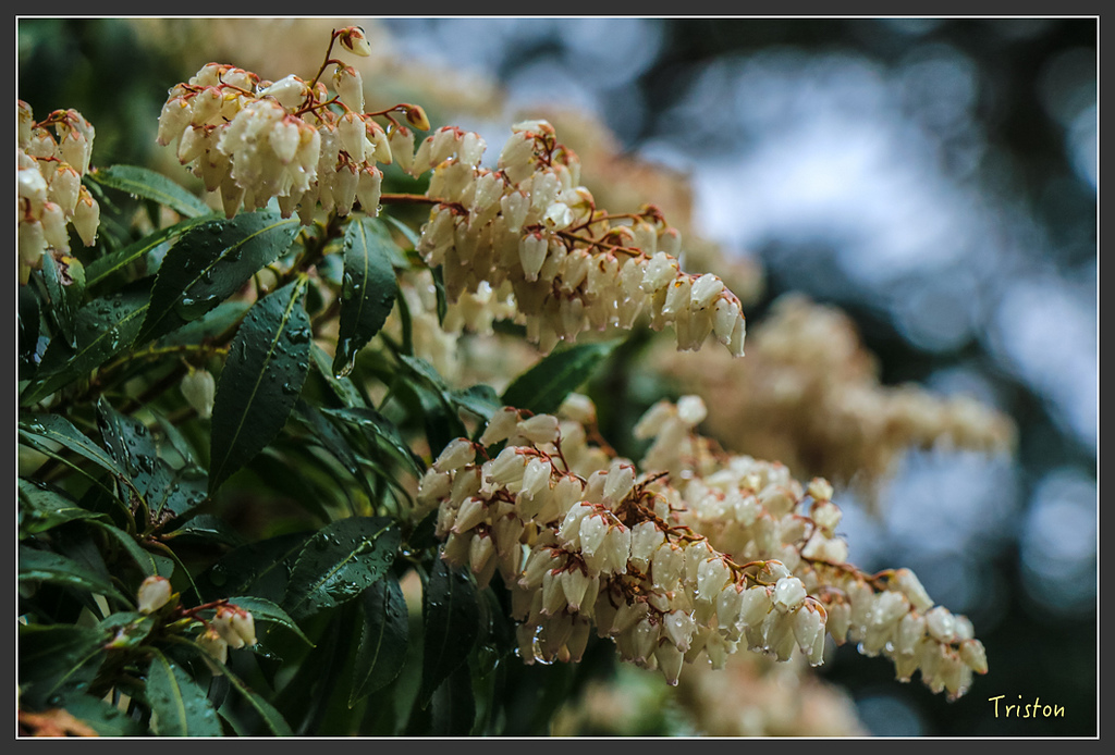 IMG_5570.jpg - 20160323 日本熊野古道健行