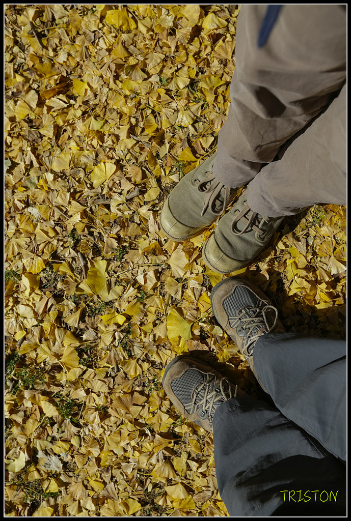 _H1A1571.jpg - 20171103 日本只見線、會津若松五色沼、昭和記念公園賞紅葉