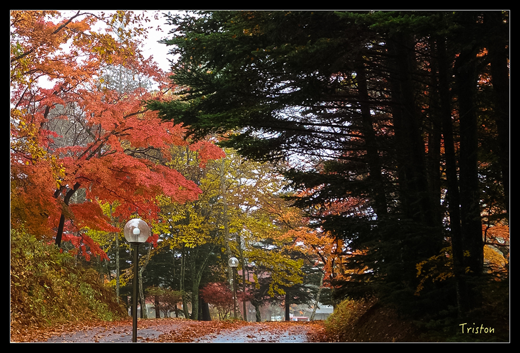 DSC00255.jpg - 20151031 秋天的童話-貴婦東京輕井澤紀行