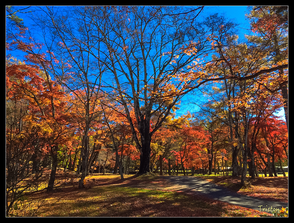 S__7528494.jpg - 20151031 秋天的童話-貴婦東京輕井澤紀行